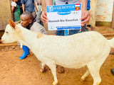 UGANDA (Goat)