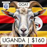 UGANDA (Goat)