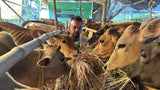 India (Cow) - All 7 parts (7 SHARES AVAILABLE)